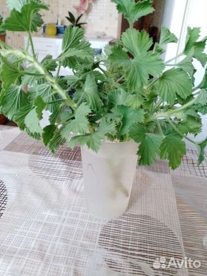 Герань пеларгония королевская