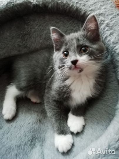 Отдам котят в добрые руки