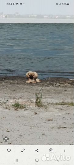 Пекинес вязка