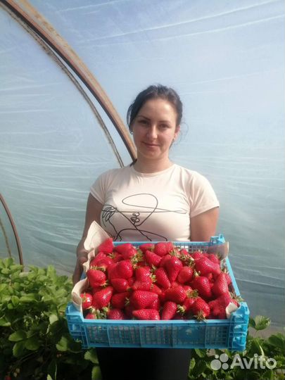 Рассада Саженцы Клубники