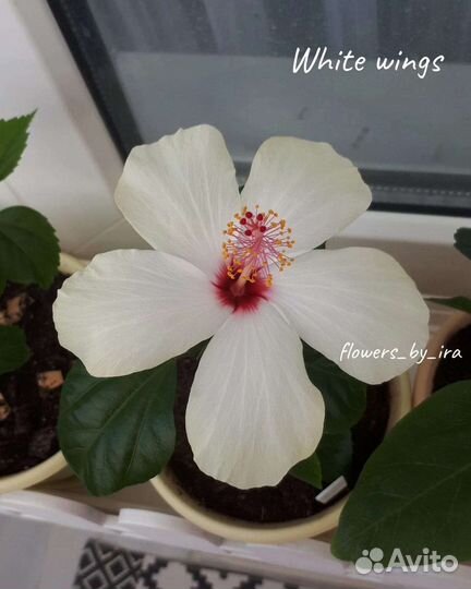 Срезы - Гибискус комнатный сортовой