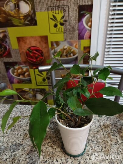 Фикус бенджамина