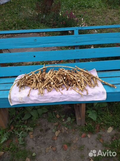 Корень хрена