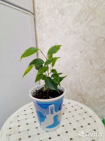 Фикусы бенджамина