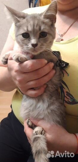 Котята в добрые руки бесплатно