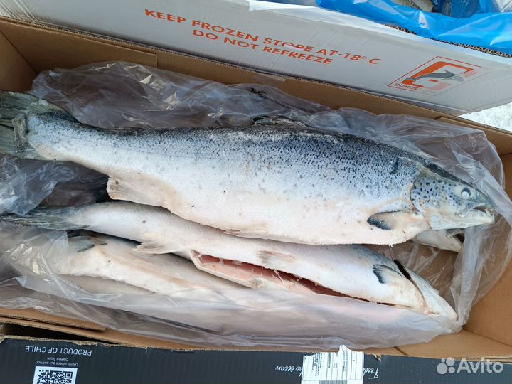 Рыба красная, икра +Бесплатная доставка