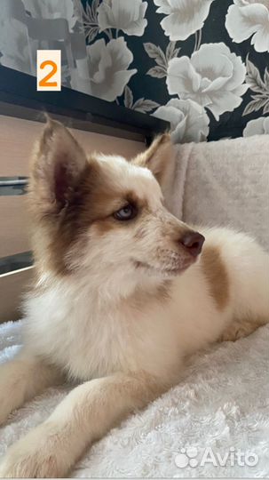 Щенки хаски