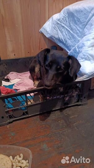 Собачка в добрые руки