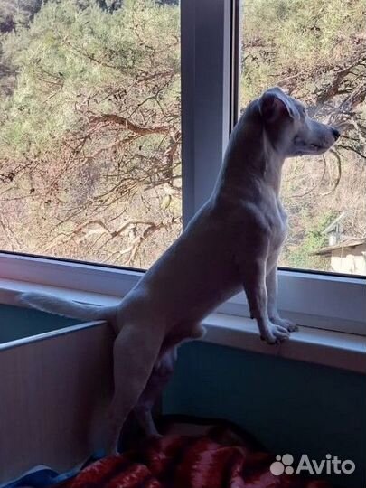 Кабель на вязку, на случку