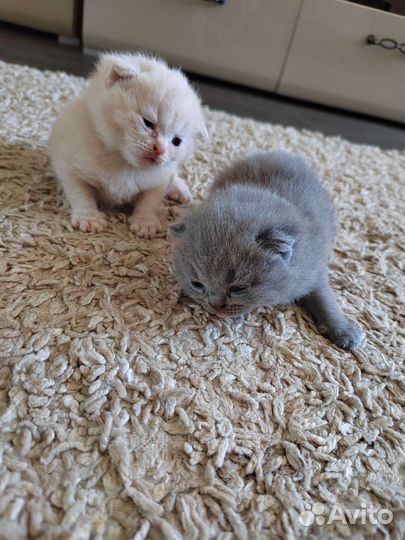 Британские котята