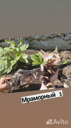 Котята бенгалы