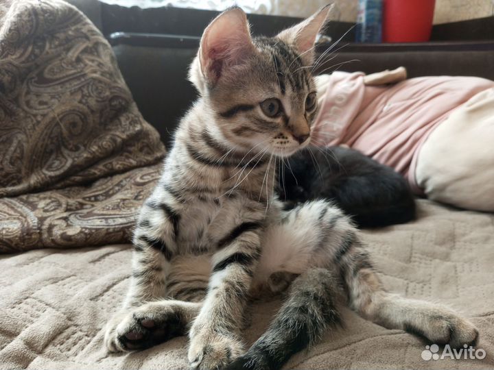 Отдам котят