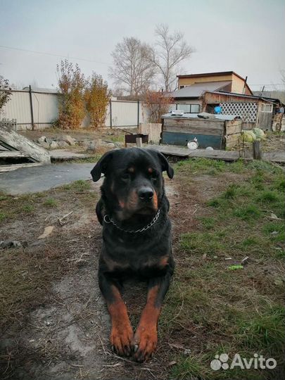Кабель вязка ротвейлер