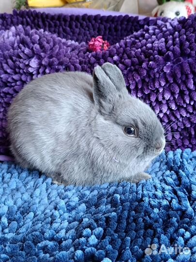 Нидерландский карлик