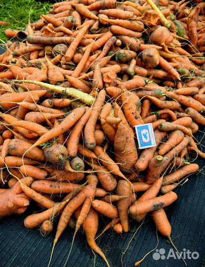 Морковь свежая мелкая, нестандартная