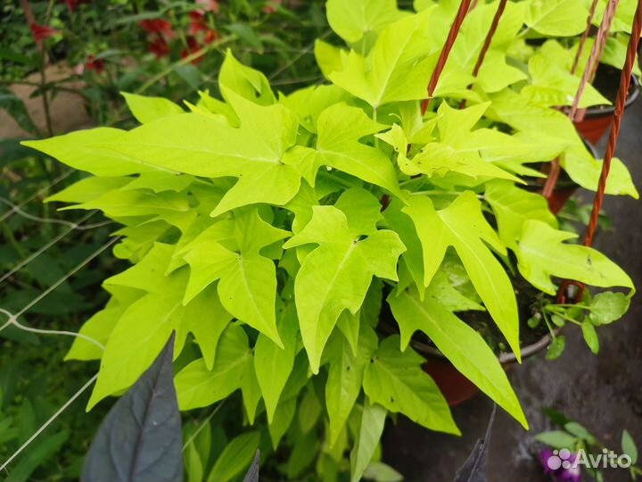 Ипомея батат колеус вегетативный петуния ампельная