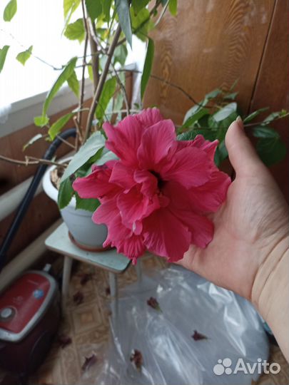 Комнатные цветы