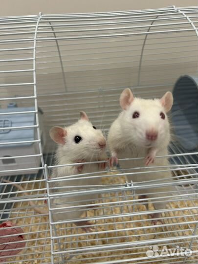 Крыса с клеткой