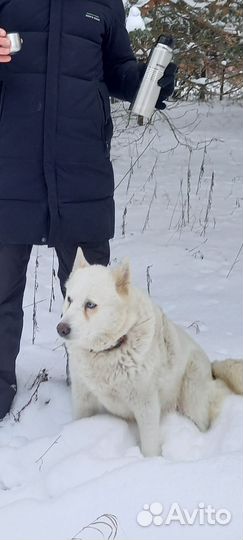 Щенки от лайки