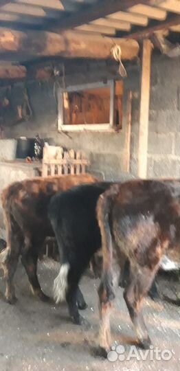 Продам бычка