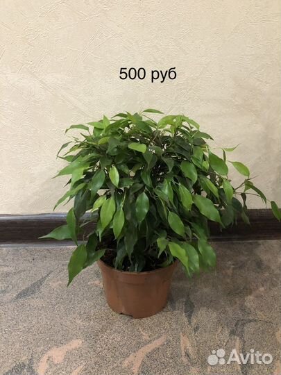 Фикус кинки грин