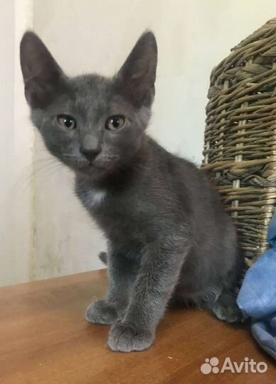 Котята русская голубая