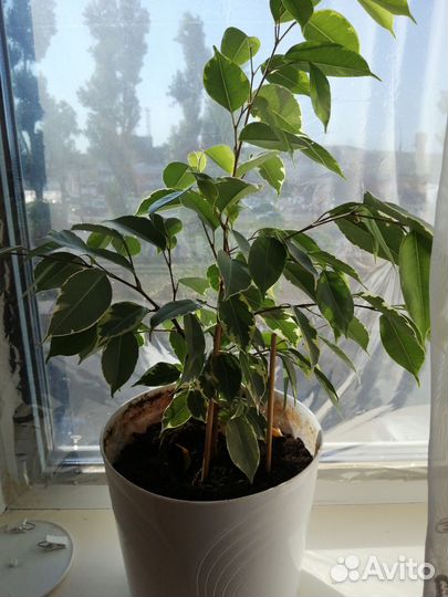 Фикус бенджамина