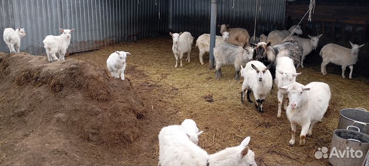 Козы и козлята