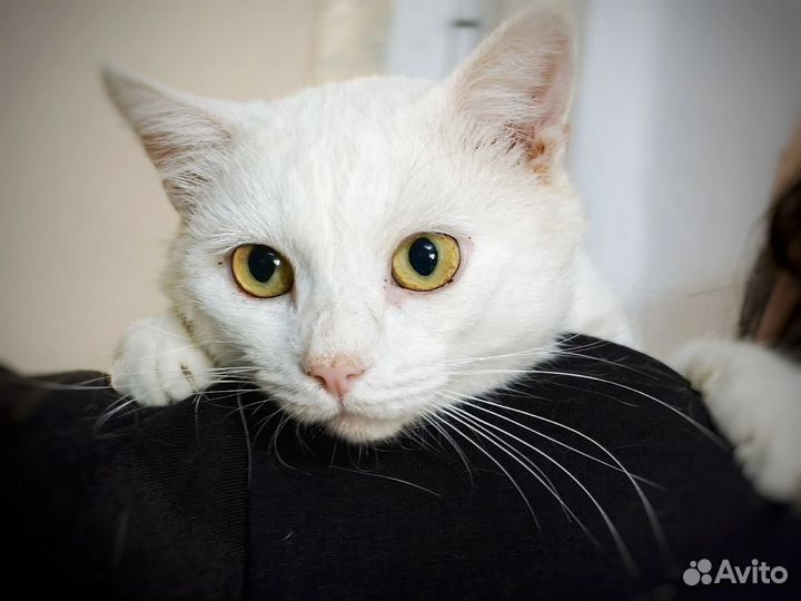 Котик в добрые руки
