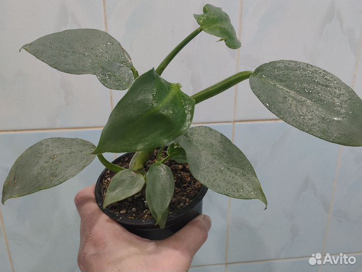 Филодендроны