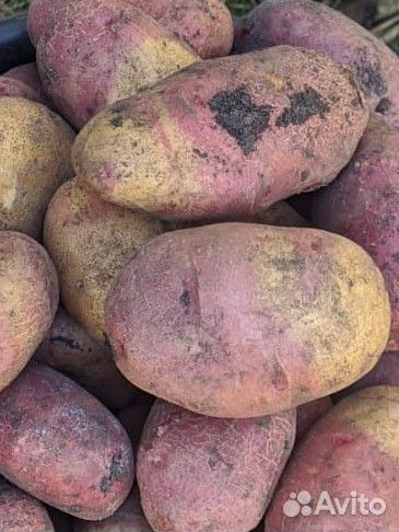 Продам картофель с доставкой