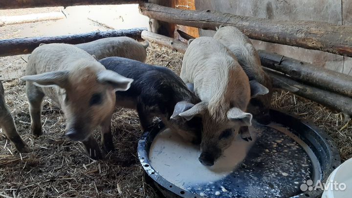 Венгерская мангалица