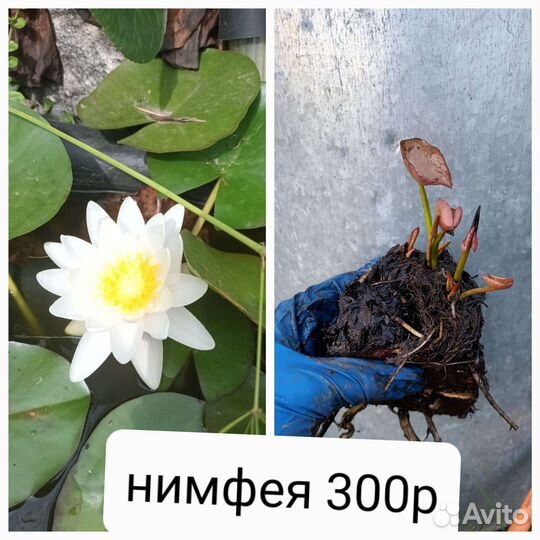 Водяные лилии для пруда