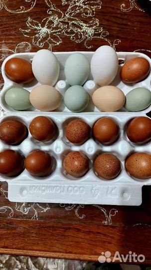 Куры Маран. Лакеданзи. Фавероль