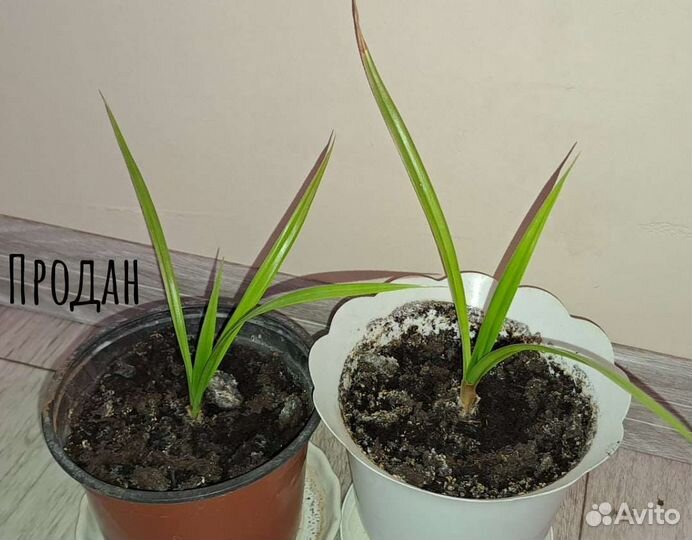 Комнатный домашний цветок Пальма Панданус