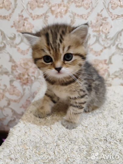 Шотландская