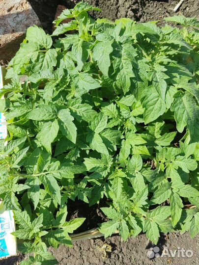 Рассада перца,томатов,огурцов,петуния