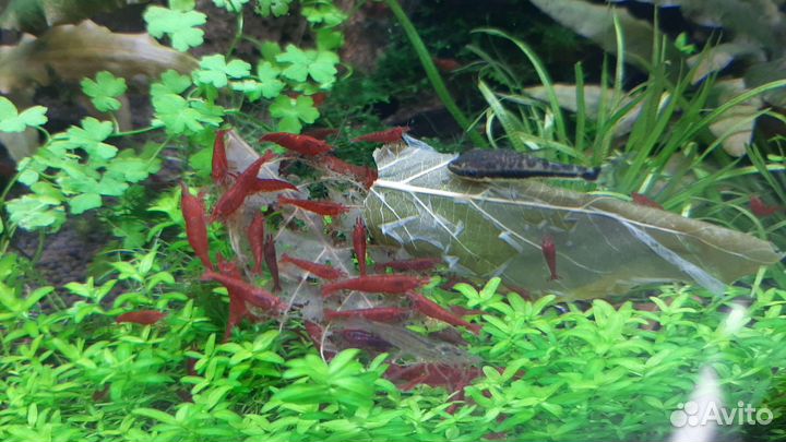 Аквариумные креветки