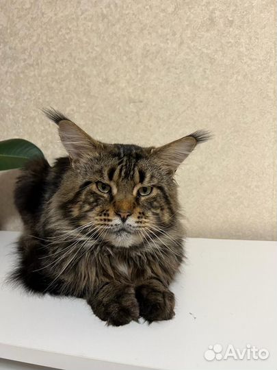 Мейн-кун Вязка