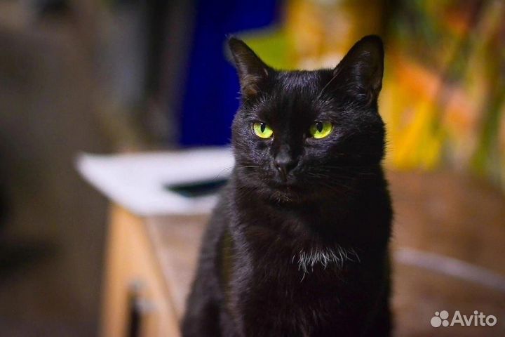 Котенок девочка