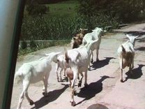 Зааненские козы и козлята