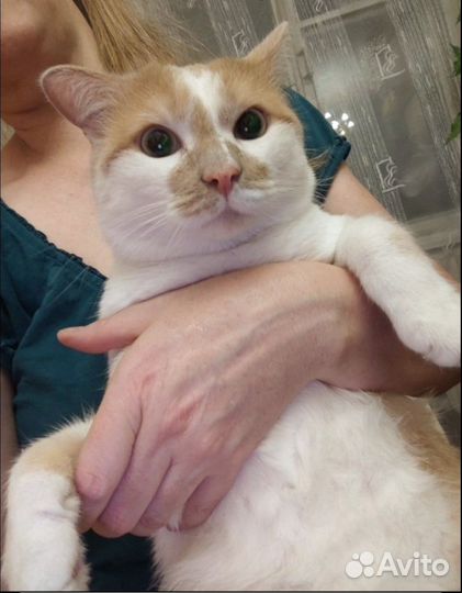 Кот молодой ласковый