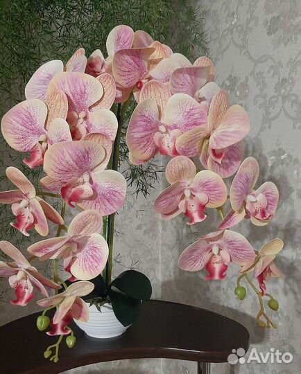Орхидея фаленопсис