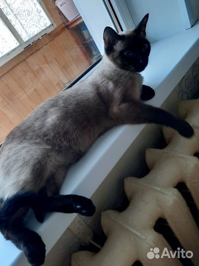Сиамская кошка