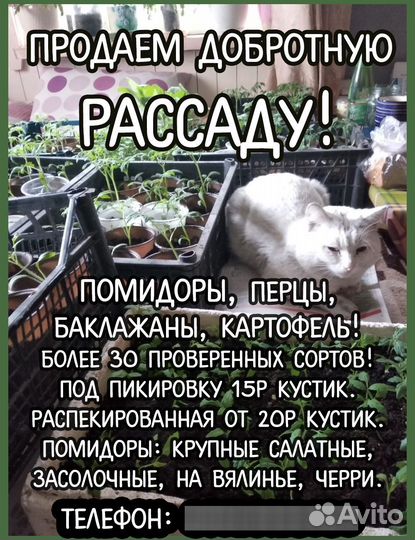 Рассада помидоров для ранней высадки в теплицы