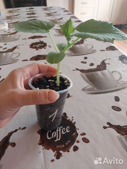 Рассада огурцов