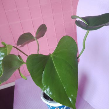 Антуриум Мужское счастье Розовый