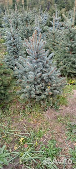 Саженцы ель голубая