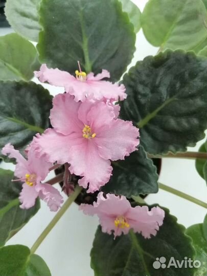 Сортовые фиалки, детки, стартер, с бутонами