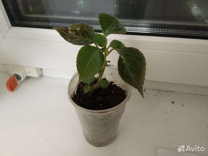 Бегония вечноцветущая, бальзамин